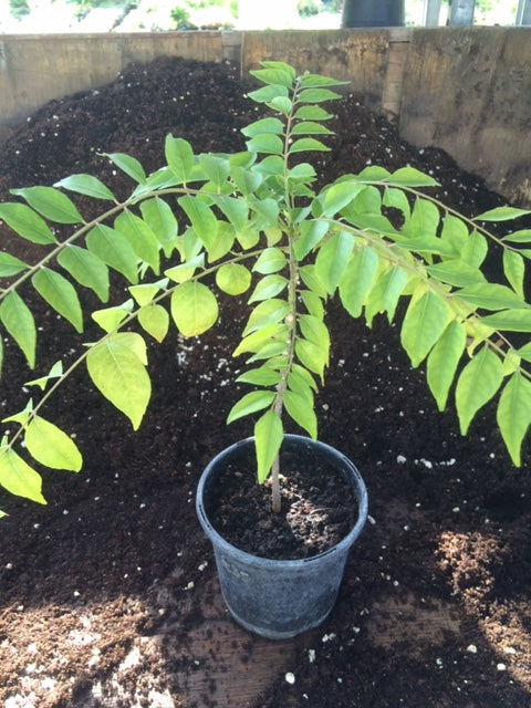 Curry Leaf (murraya Koenigii) 