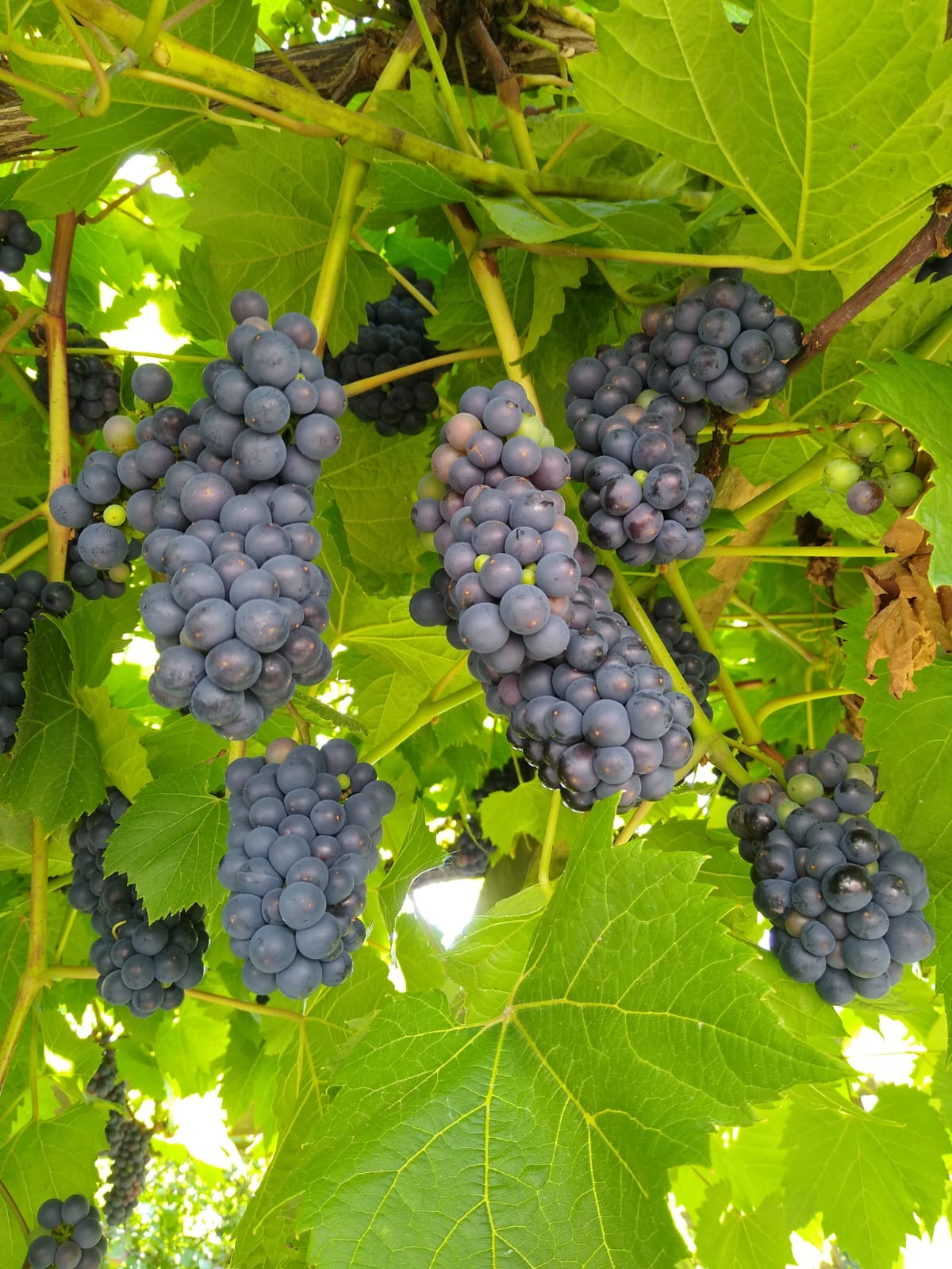 Grape Pinot Noir 12cm