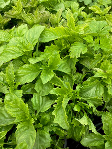 Basil Spicy Sabre (Ocimum basilicum ‘Spicy sabre’)