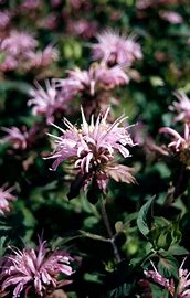 Bergamot Croftway pink (Monarda ‘Croftway pink’)