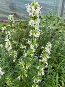 Hyssop: White (Hyssopus officinalis ‘White’)