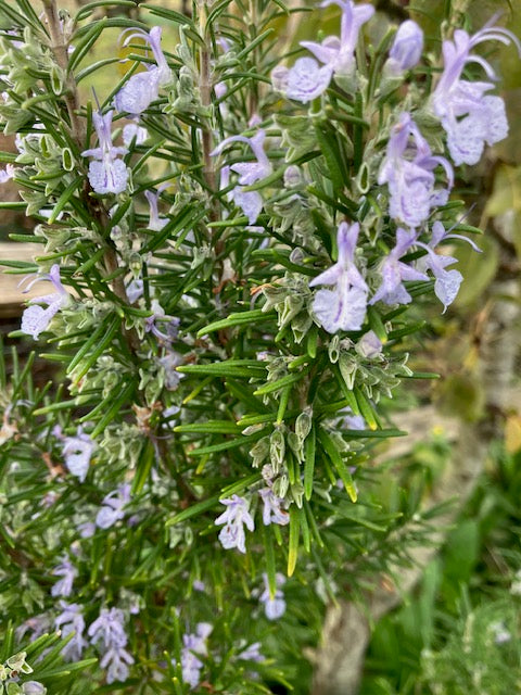 Rosemary: Sudbury Blue (Salvia rosmarinus 'Sudbury Blue')