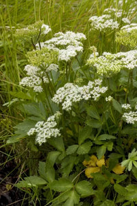 Lovage, Scots Lovage (Ligusticum scoticum)