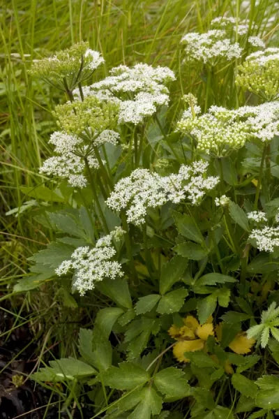 Lovage, Scots Lovage (Ligusticum scoticum)