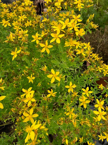 St. John's Wort (Hypericum perforatum)