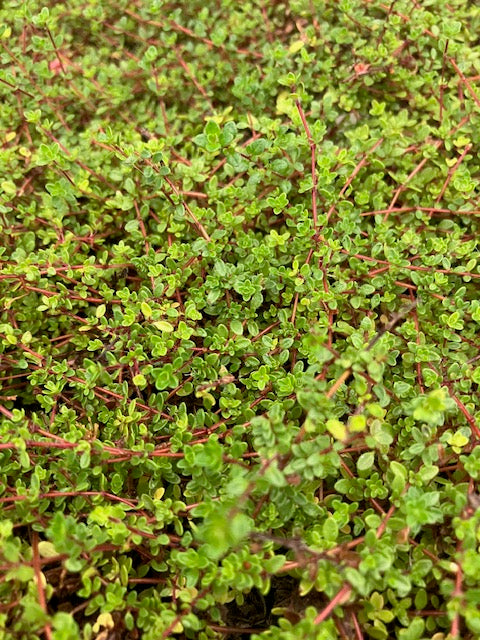 Thyme, Russetings (Thymus serpyllum ‘Russetings’)