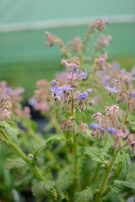 Blue borage deals