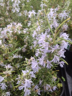 Rosemary: Miss Jessopp's (Rosmarinus officinalis 'Miss Jessopp's Upright') - The Culinary Herb Company