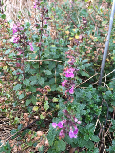 Wall Germander (Teucrium chamaedrys)