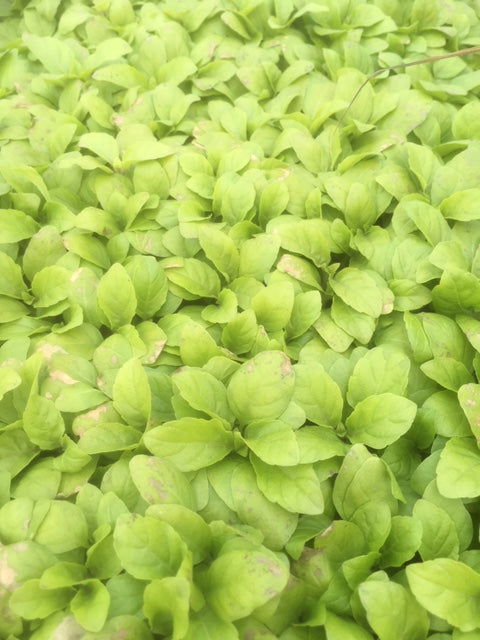 Basil Holy Ocimum tenuiflorum Buy Basil Plants Online The