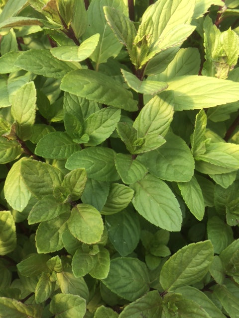 Mint Basil Mentha x piperita f. citrata Basil