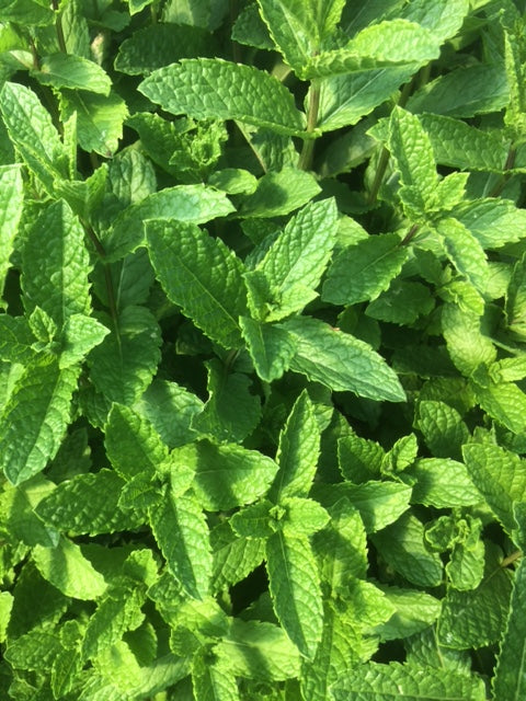 Mint: Moroccan - Buy Mint Plants Online from The Culinary Herb Company