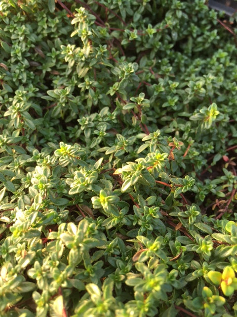 Thyme - Thymus