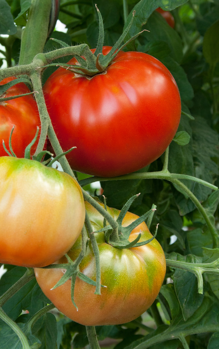 Tomato: Beefsteak - Buy Tomato Plants Online | The Culinary Herb Company