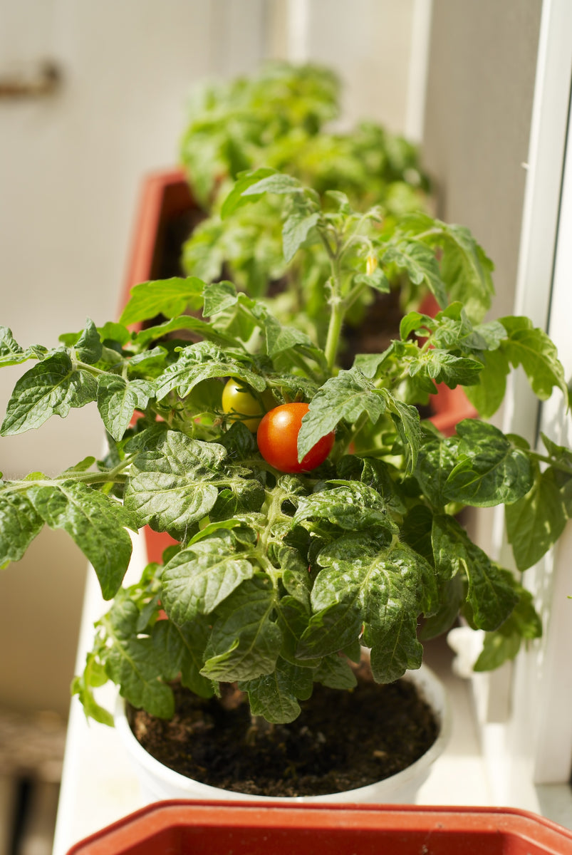 Tomato: Totem F1 - Buy Tomato Plants Online | The Culinary Herb Company