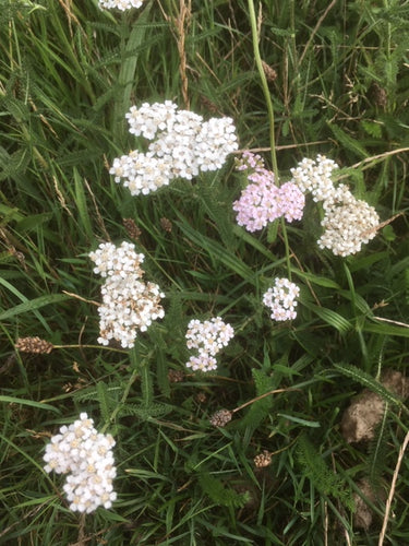 Yarrow (Achillea millefolium) - The Culinary Herb Company